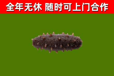 阜新烟酒回收干海参.jpg